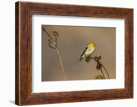 American Goldfinch Feeding on Sunflower Seeds-Larry Ditto-Framed Photographic Print