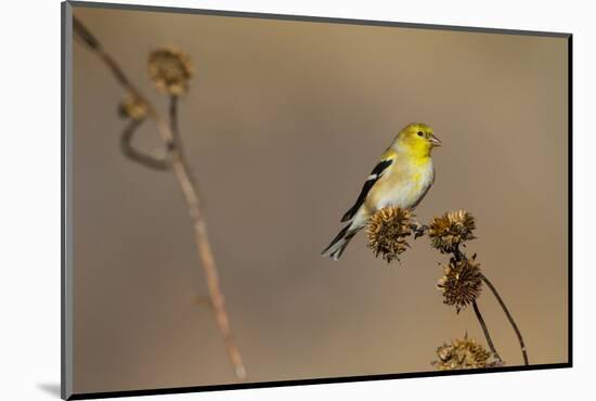 American Goldfinch Feeding on Sunflower Seeds-Larry Ditto-Mounted Photographic Print