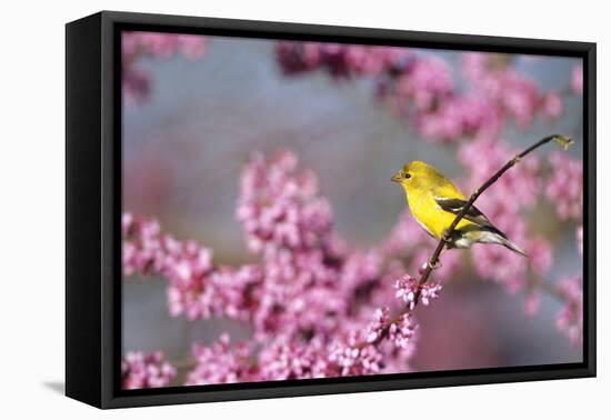 American Goldfinch Female in Eastern Redbud, Marion, Il-Richard and Susan Day-Framed Premier Image Canvas