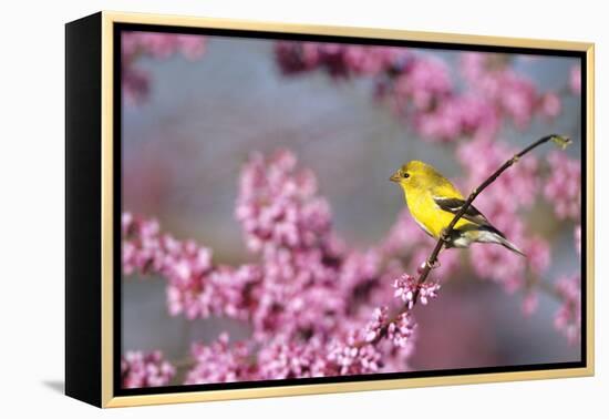 American Goldfinch Female in Eastern Redbud, Marion, Il-Richard and Susan Day-Framed Premier Image Canvas