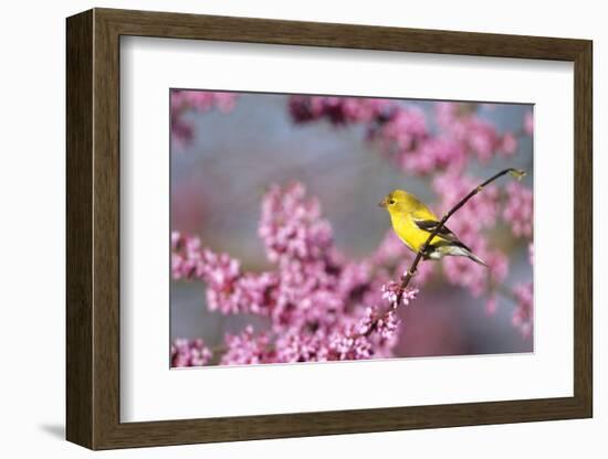 American Goldfinch Female in Eastern Redbud, Marion, Il-Richard and Susan Day-Framed Photographic Print