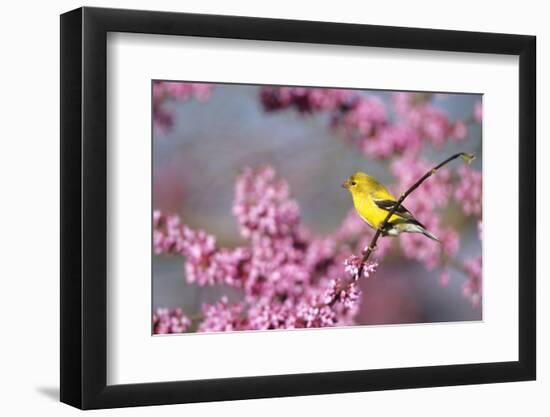 American Goldfinch Female in Eastern Redbud, Marion, Il-Richard and Susan Day-Framed Photographic Print