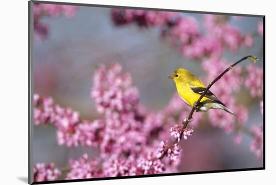 American Goldfinch Female in Eastern Redbud, Marion, Il-Richard and Susan Day-Mounted Photographic Print