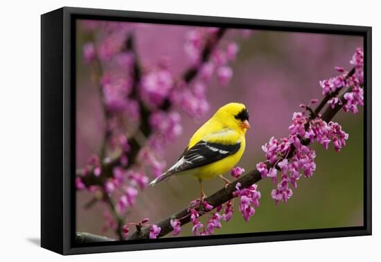 American goldfinch in breeding plumage, New York, USA-Marie Read-Framed Premier Image Canvas