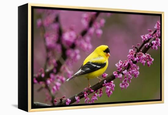 American goldfinch in breeding plumage, New York, USA-Marie Read-Framed Premier Image Canvas