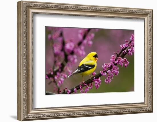 American goldfinch in breeding plumage, New York, USA-Marie Read-Framed Photographic Print