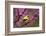 American goldfinch in breeding plumage, New York, USA-Marie Read-Framed Photographic Print