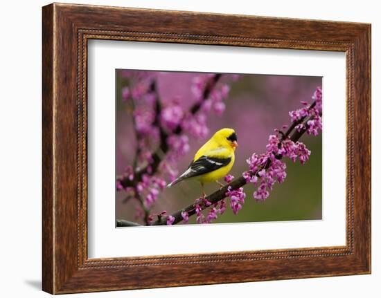 American goldfinch in breeding plumage, New York, USA-Marie Read-Framed Photographic Print