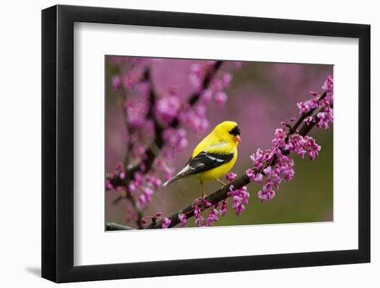 American goldfinch in breeding plumage, New York, USA-Marie Read-Framed Photographic Print