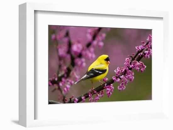 American goldfinch in breeding plumage, New York, USA-Marie Read-Framed Photographic Print