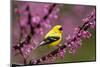 American goldfinch in breeding plumage, New York, USA-Marie Read-Mounted Photographic Print