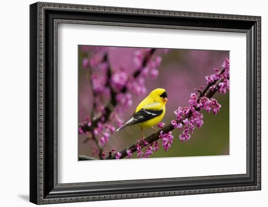 American goldfinch in breeding plumage, New York, USA-Marie Read-Framed Photographic Print