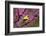 American goldfinch in breeding plumage, New York, USA-Marie Read-Framed Photographic Print