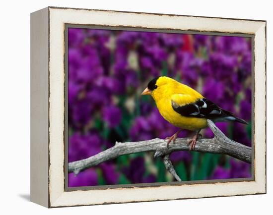 American Goldfinch in Summer Plumage-Adam Jones-Framed Premier Image Canvas