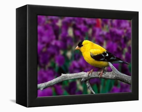 American Goldfinch in Summer Plumage-Adam Jones-Framed Premier Image Canvas