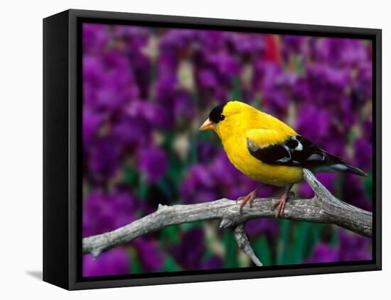 American Goldfinch in Summer Plumage-Adam Jones-Framed Premier Image Canvas