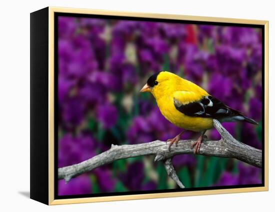 American Goldfinch in Summer Plumage-Adam Jones-Framed Premier Image Canvas