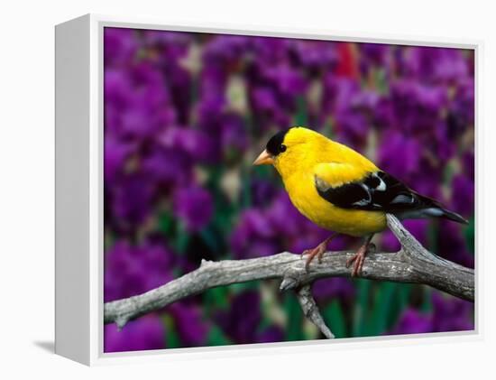 American Goldfinch in Summer Plumage-Adam Jones-Framed Premier Image Canvas