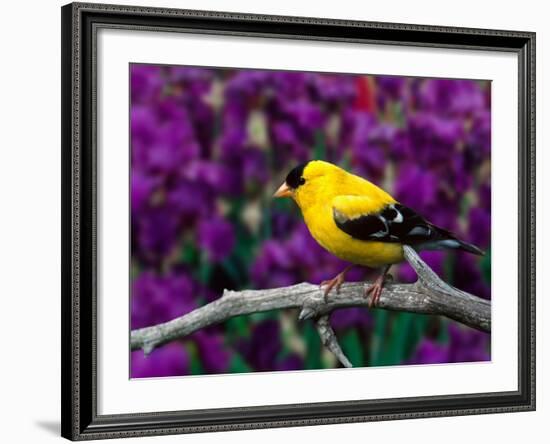 American Goldfinch in Summer Plumage-Adam Jones-Framed Photographic Print