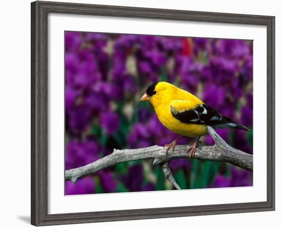 American Goldfinch in Summer Plumage-Adam Jones-Framed Photographic Print