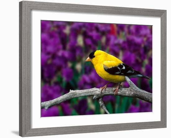 American Goldfinch in Summer Plumage-Adam Jones-Framed Photographic Print