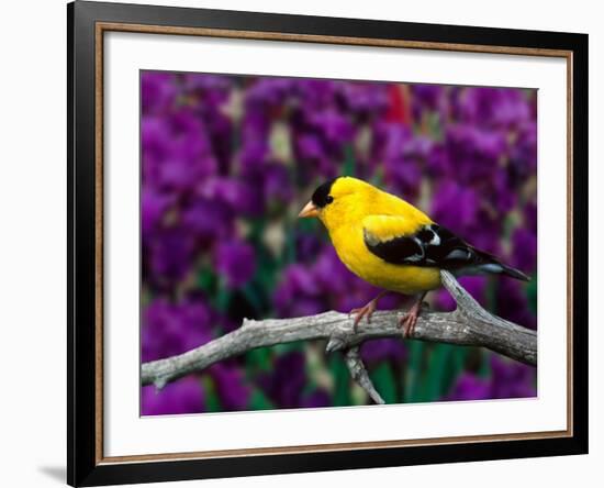 American Goldfinch in Summer Plumage-Adam Jones-Framed Photographic Print