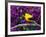 American Goldfinch in Summer Plumage-Adam Jones-Framed Photographic Print