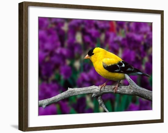 American Goldfinch in Summer Plumage-Adam Jones-Framed Photographic Print