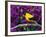 American Goldfinch in Summer Plumage-Adam Jones-Framed Photographic Print