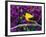 American Goldfinch in Summer Plumage-Adam Jones-Framed Photographic Print