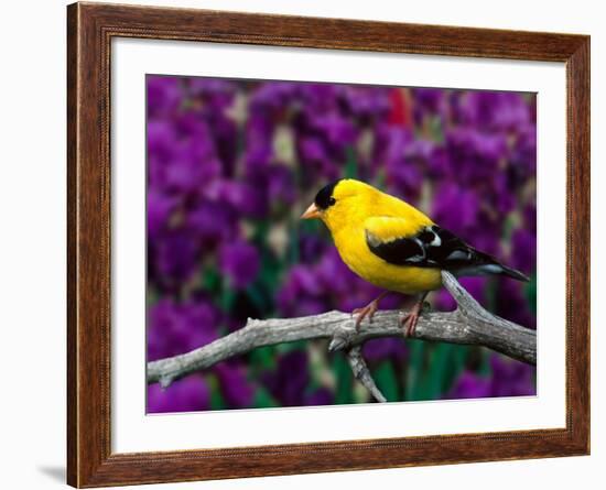 American Goldfinch in Summer Plumage-Adam Jones-Framed Photographic Print