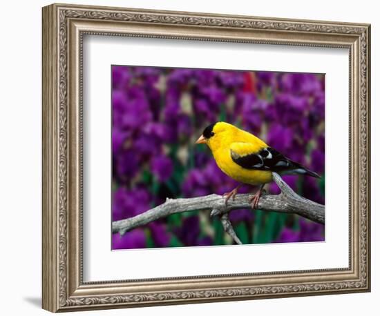 American Goldfinch in Summer Plumage-Adam Jones-Framed Photographic Print