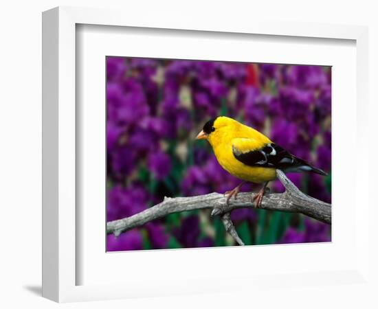 American Goldfinch in Summer Plumage-Adam Jones-Framed Photographic Print