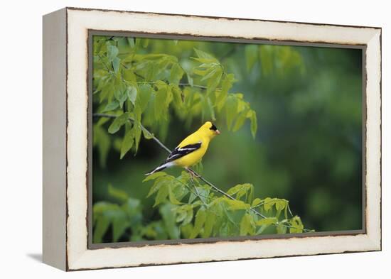 American Goldfinch Male in Common Hackberry Tree, Marion, Il-Richard and Susan Day-Framed Premier Image Canvas