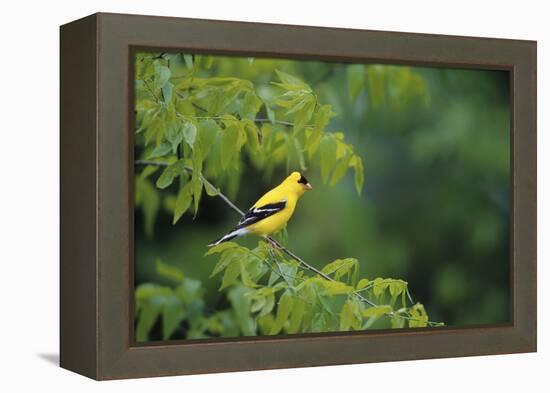 American Goldfinch Male in Common Hackberry Tree, Marion, Il-Richard and Susan Day-Framed Premier Image Canvas