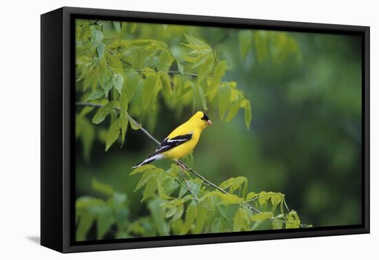 American Goldfinch Male in Common Hackberry Tree, Marion, Il-Richard and Susan Day-Framed Premier Image Canvas