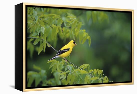 American Goldfinch Male in Common Hackberry Tree, Marion, Il-Richard and Susan Day-Framed Premier Image Canvas