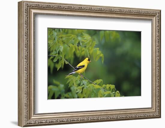 American Goldfinch Male in Common Hackberry Tree, Marion, Il-Richard and Susan Day-Framed Photographic Print