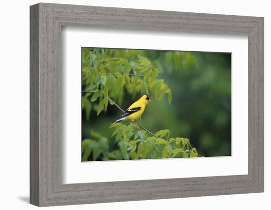 American Goldfinch Male in Common Hackberry Tree, Marion, Il-Richard and Susan Day-Framed Photographic Print