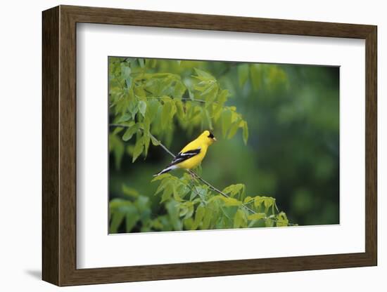 American Goldfinch Male in Common Hackberry Tree, Marion, Il-Richard and Susan Day-Framed Photographic Print
