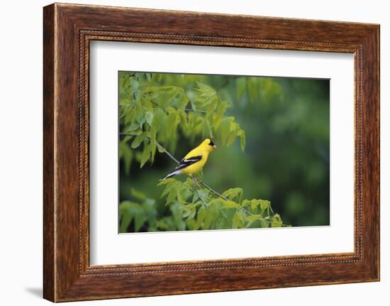 American Goldfinch Male in Common Hackberry Tree, Marion, Il-Richard and Susan Day-Framed Photographic Print