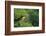 American Goldfinch Male in Common Hackberry Tree, Marion, Il-Richard and Susan Day-Framed Photographic Print