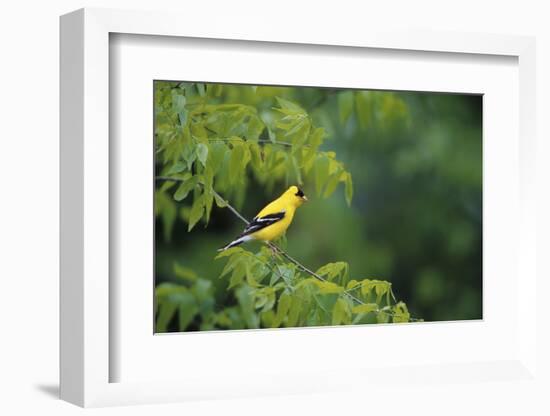 American Goldfinch Male in Common Hackberry Tree, Marion, Il-Richard and Susan Day-Framed Photographic Print