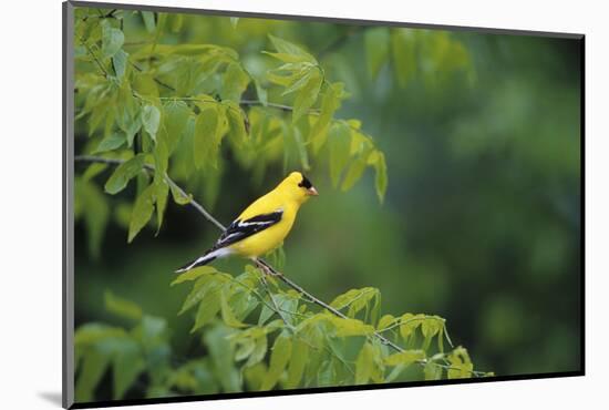 American Goldfinch Male in Common Hackberry Tree, Marion, Il-Richard and Susan Day-Mounted Photographic Print