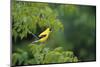 American Goldfinch Male in Common Hackberry Tree, Marion, Il-Richard and Susan Day-Mounted Photographic Print