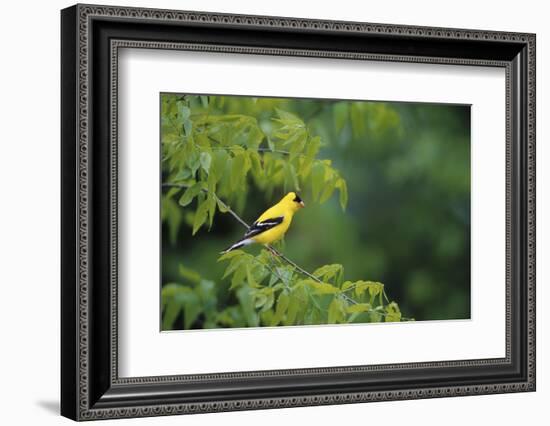 American Goldfinch Male in Common Hackberry Tree, Marion, Il-Richard and Susan Day-Framed Photographic Print