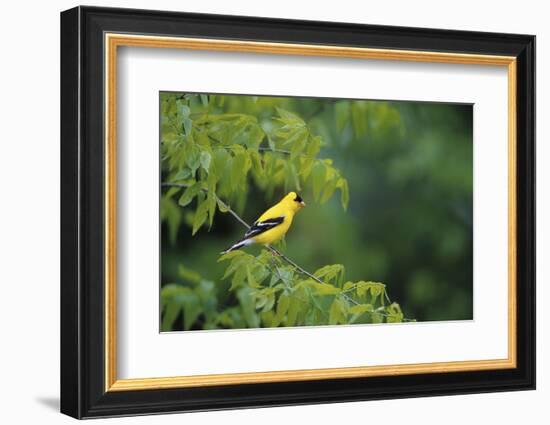 American Goldfinch Male in Common Hackberry Tree, Marion, Il-Richard and Susan Day-Framed Photographic Print