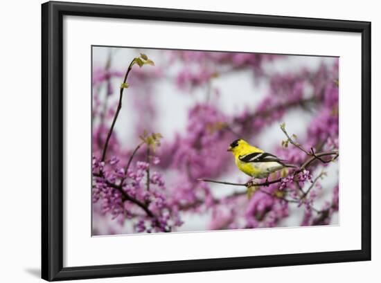 American Goldfinch Male in Eastern Redbud Tree. Marion, Illinois, Usa-Richard ans Susan Day-Framed Photographic Print