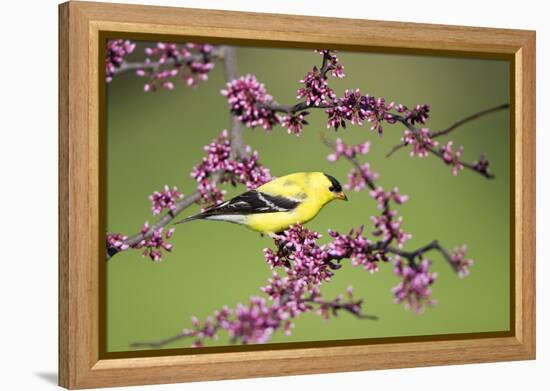 American Goldfinch Male in Eastern Redbud Tree Marion, Illinois, Usa-Richard ans Susan Day-Framed Premier Image Canvas