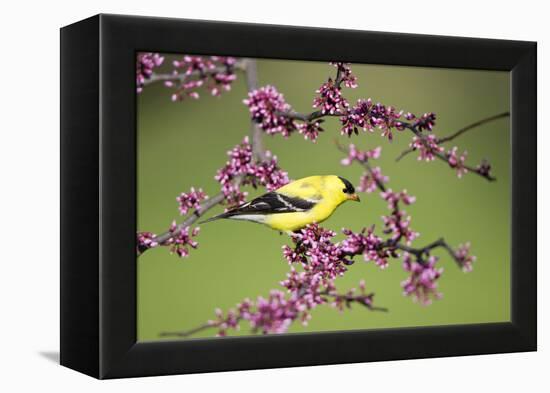 American Goldfinch Male in Eastern Redbud Tree Marion, Illinois, Usa-Richard ans Susan Day-Framed Premier Image Canvas